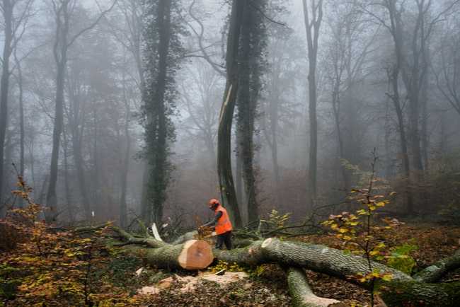 Skogsarbetare sågar ett träd i bitar i dimmig skog.